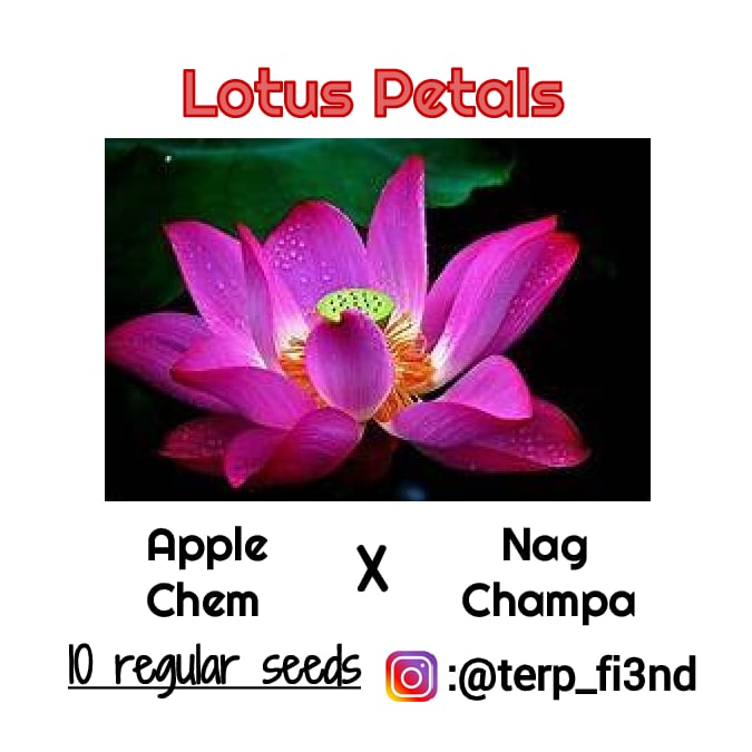 Lotus Petals Uses At William Everhart Blog Lotus Petals Uses At William Everhart Blog