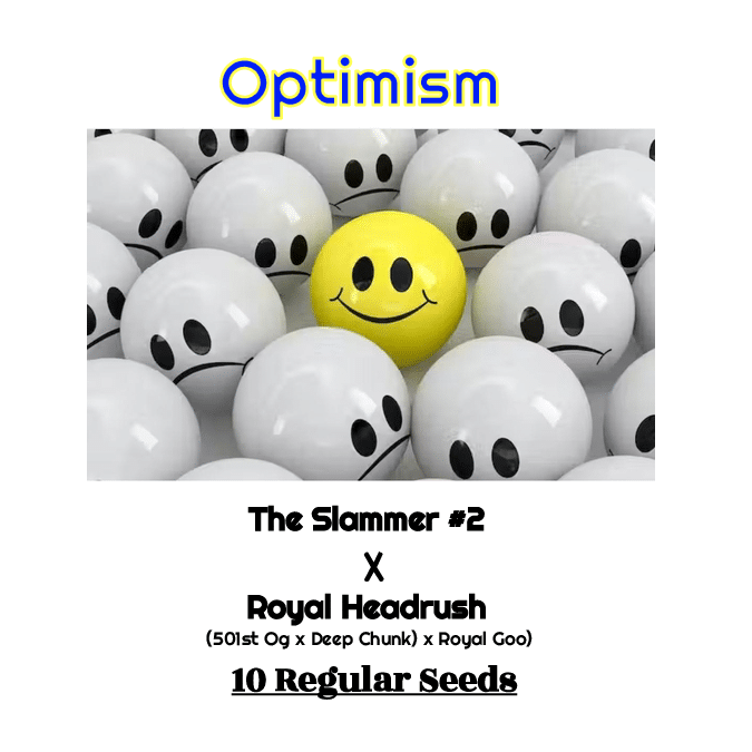 Optimism Terpfi3nd Genetics