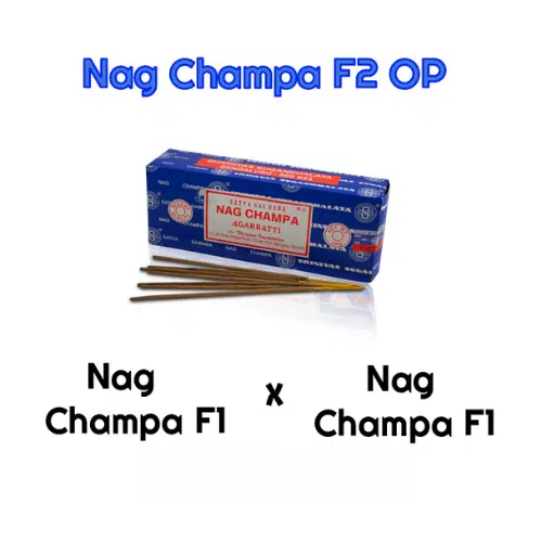 Nag Champa F2 OP