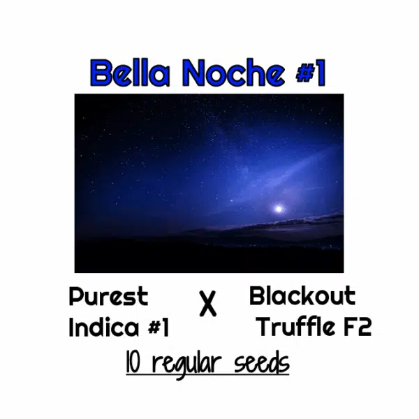 Bella Noche #1