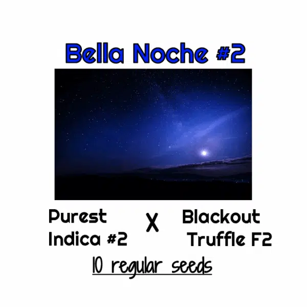 Bella Noche #2