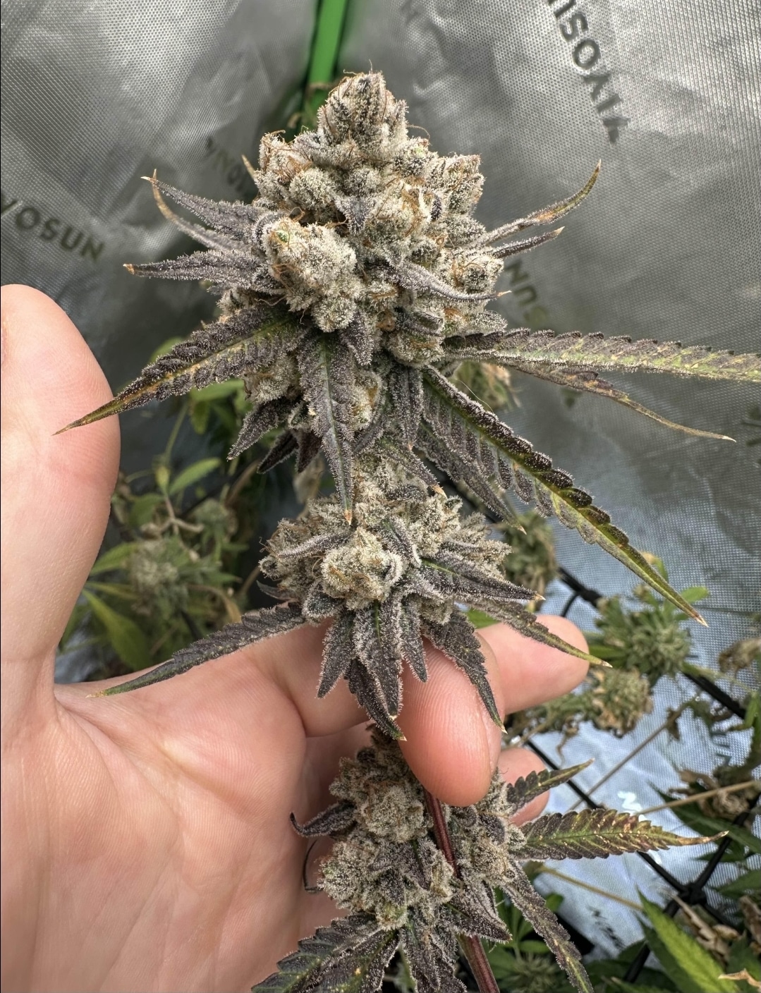 Disassembler - terpfi3nd genetics