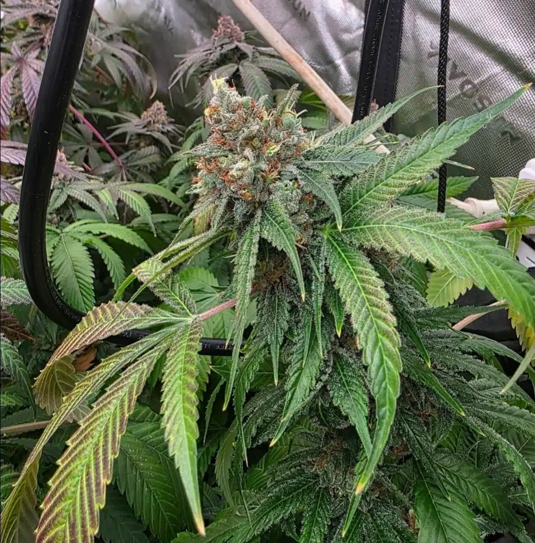 Disassembler - terpfi3nd genetics